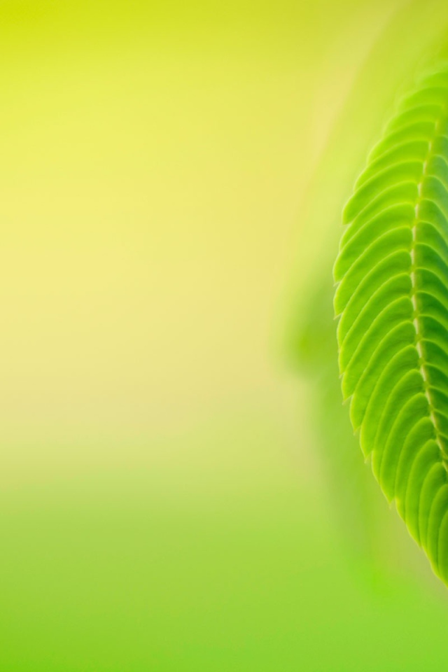 Нежно зеленые листья весной