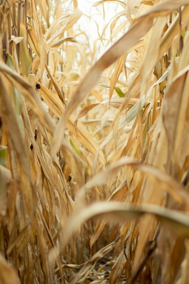 Проход в зарослях сухой кукурузы