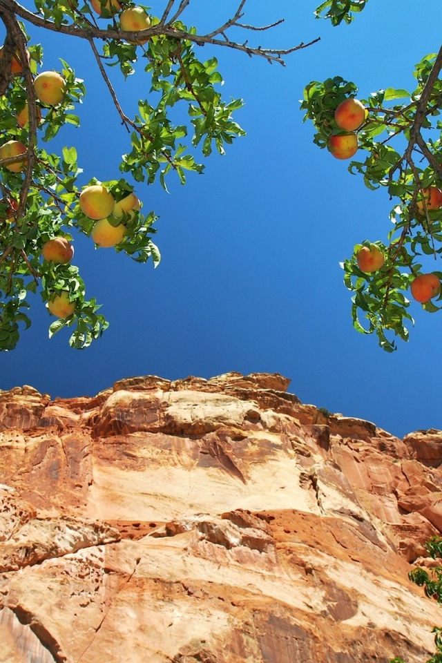 Персики на ветвях на фоне скалы