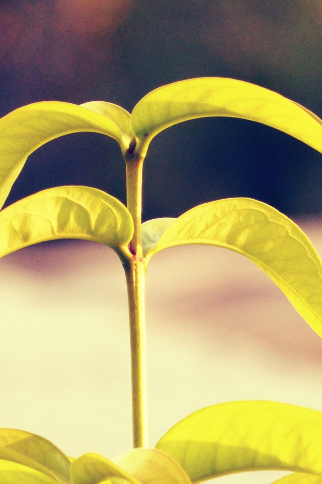 Лепестки растения папайя