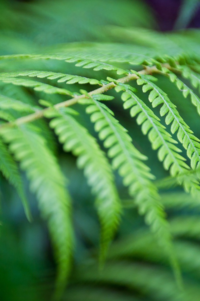 Фото листьев папоротника вблизи