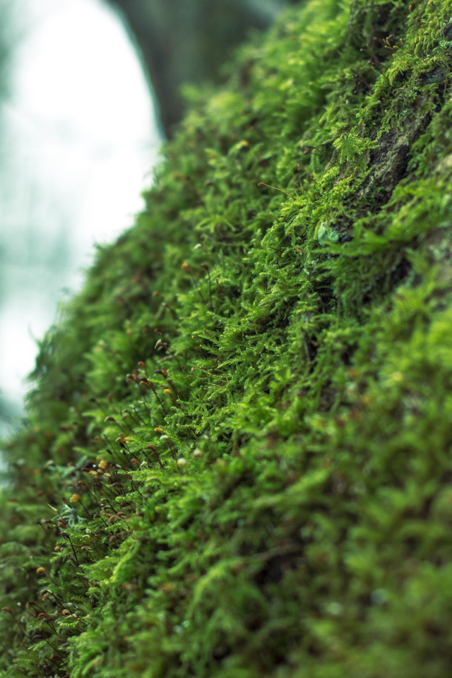 Фото мха крупным планом