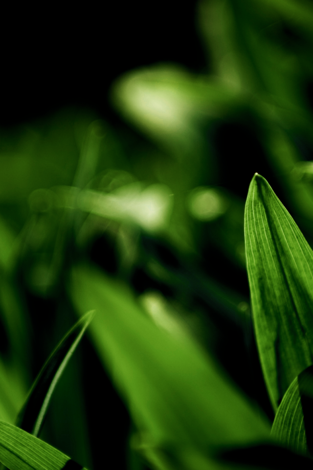 Фотография молодых зеленых травинок