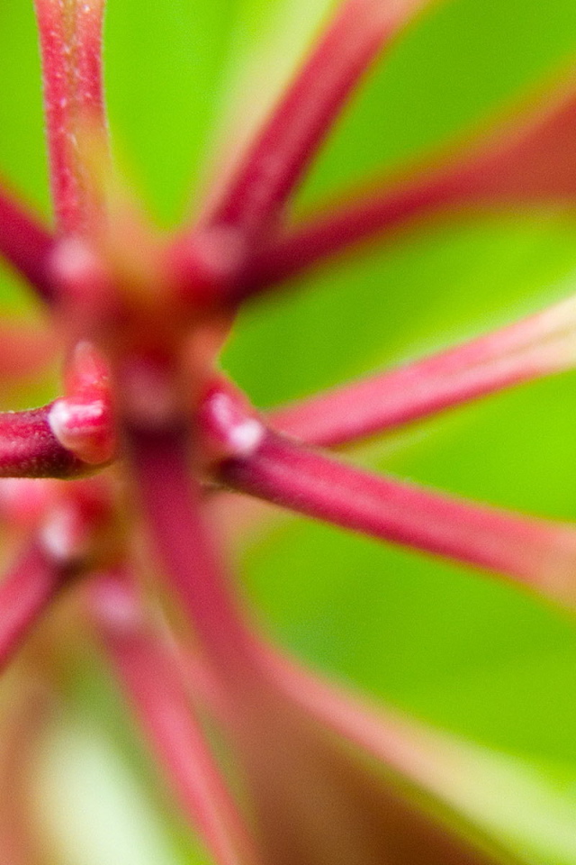 Розовые стебли растения