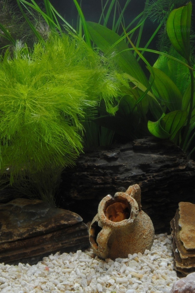 Растения и фигурки на дне аквариума