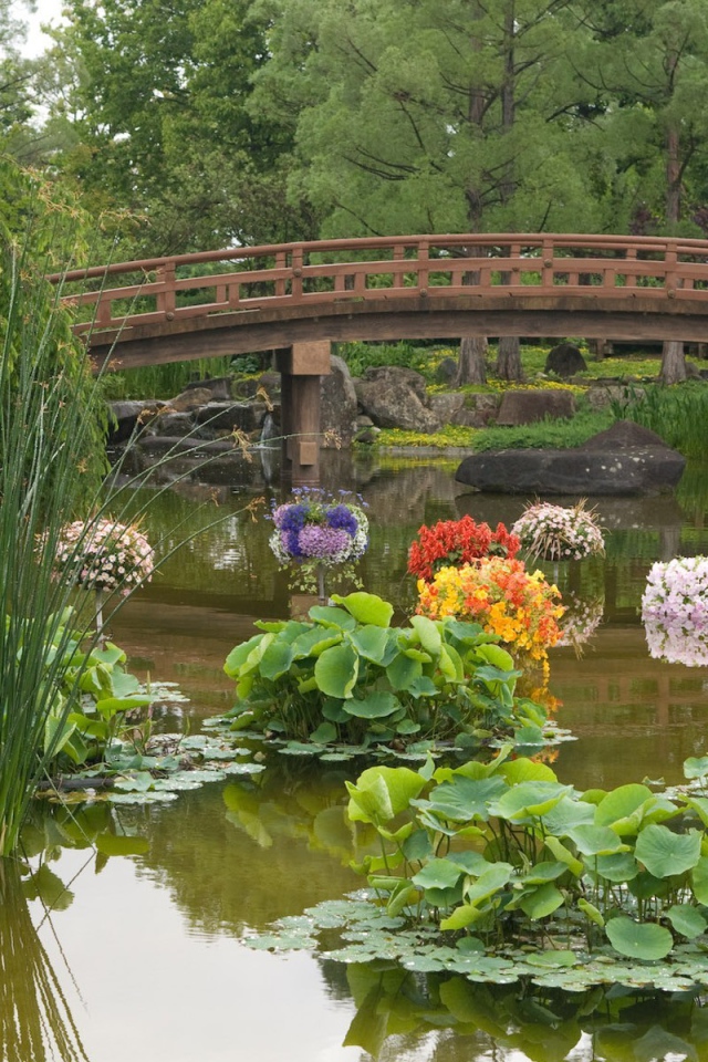 Растения в пруду в саду