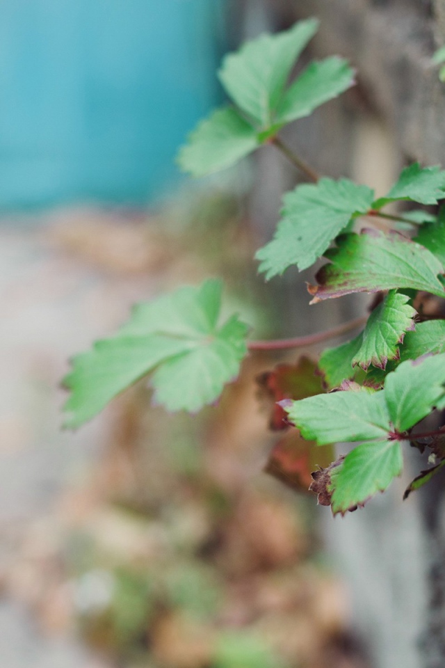 Растения пробиваются сквозь забор