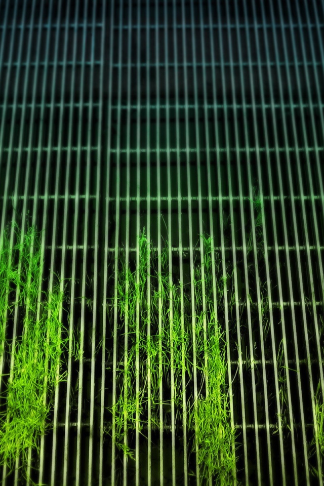 Растения пробиваются сквозь решетку