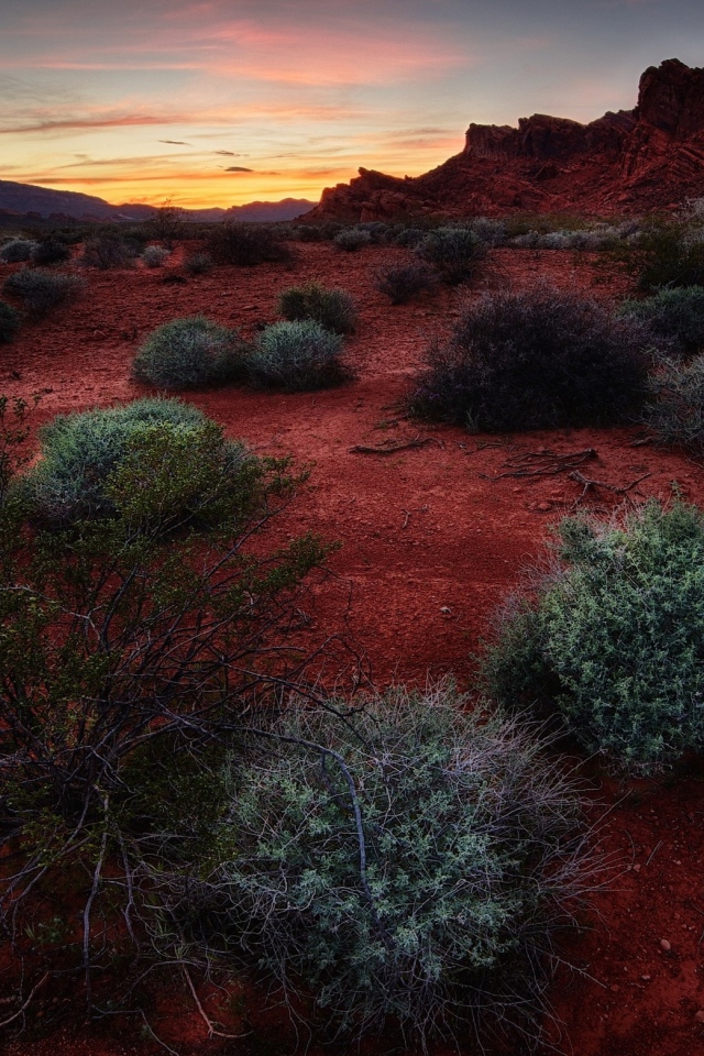 Растения сорняки на красной почве