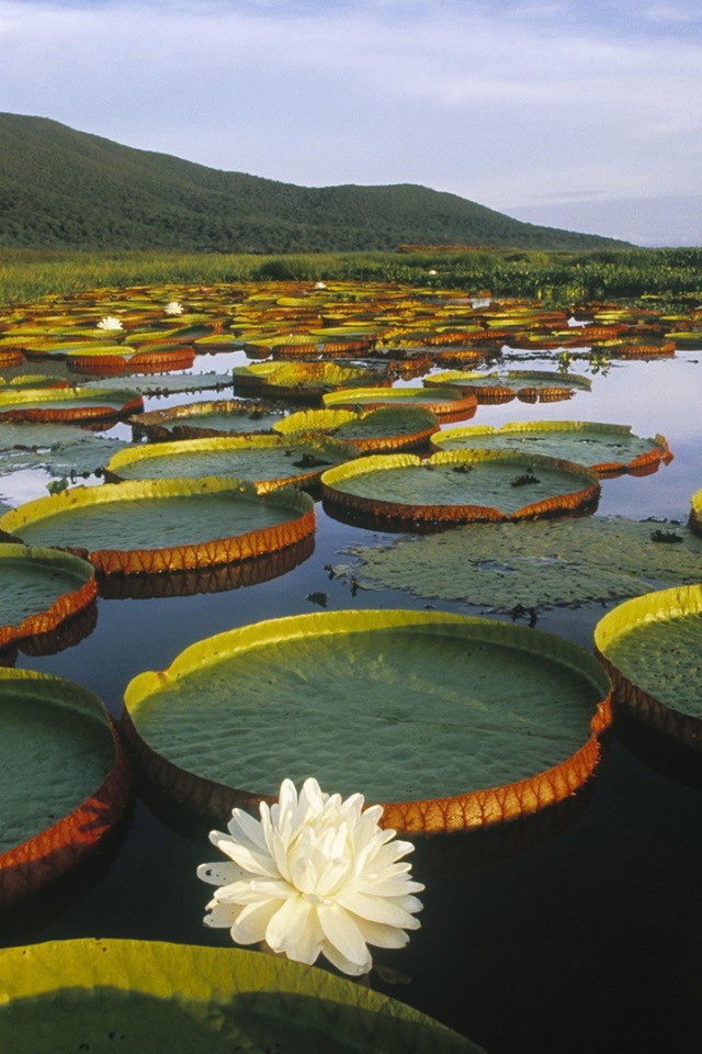 Растения плавают в воде озера