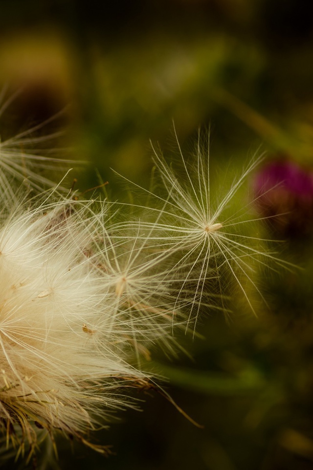 Пух дикого растения