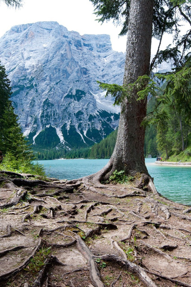 Мощная корневая система у дерева