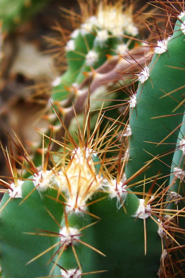 Колючие зеленые кактусы