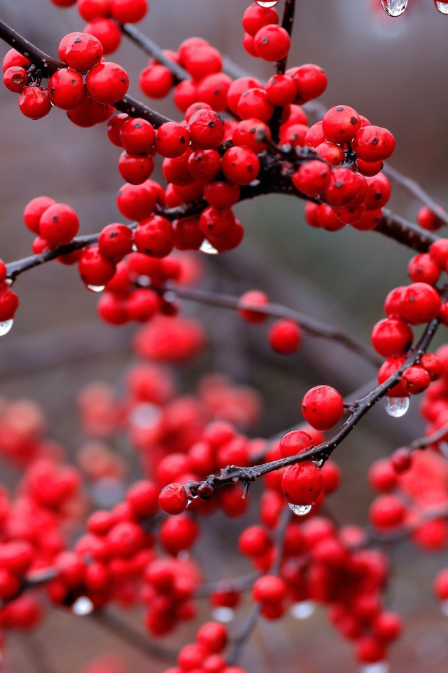 Капли дождя на ягодах калины