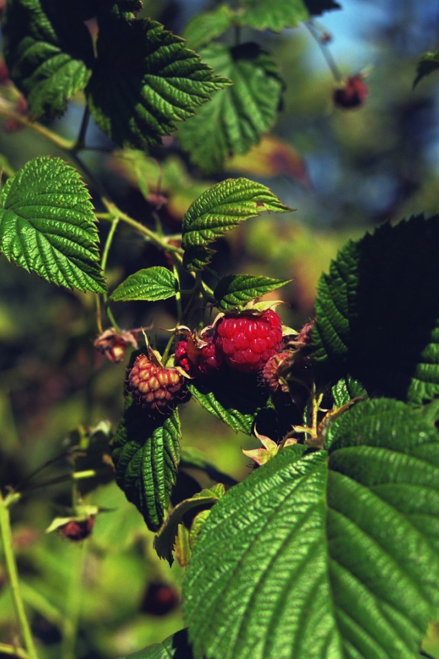 Малина созревает на кустах