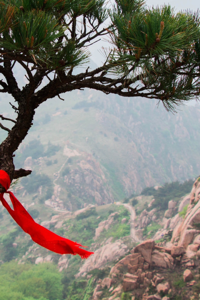 Красная лента на хвойном дереве