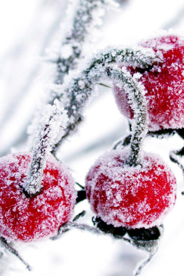 Красные ягоды в снегу