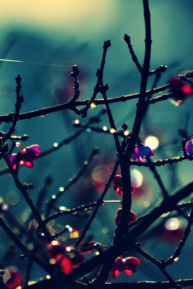 Красные цветы на голых ветках