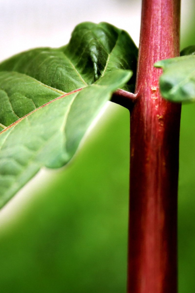 Красный стебель