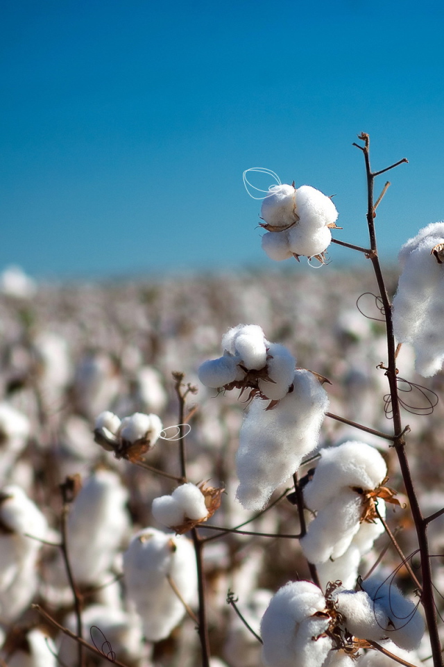 Созревший хлопок
