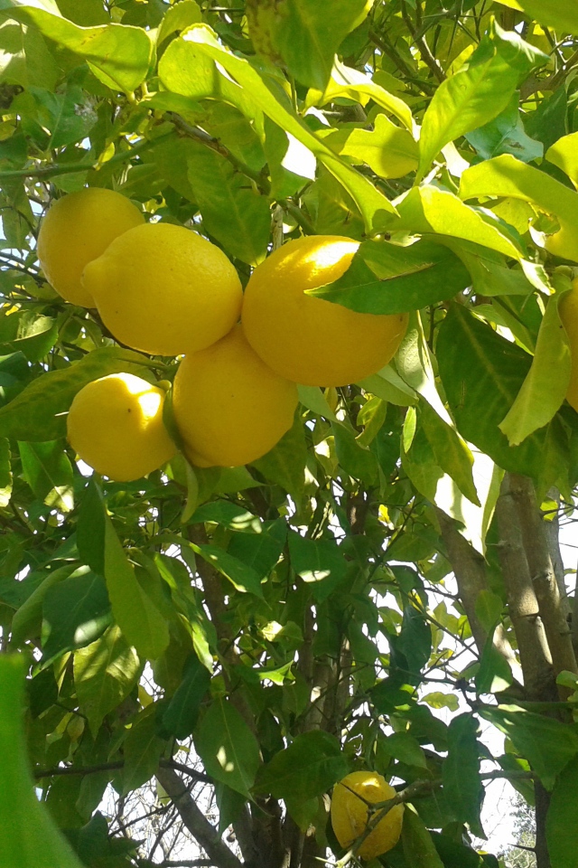 Спелые лимоны на ветках