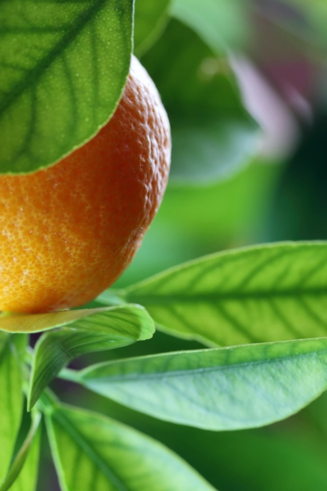 Спелый апельсин на ветке среди зелени