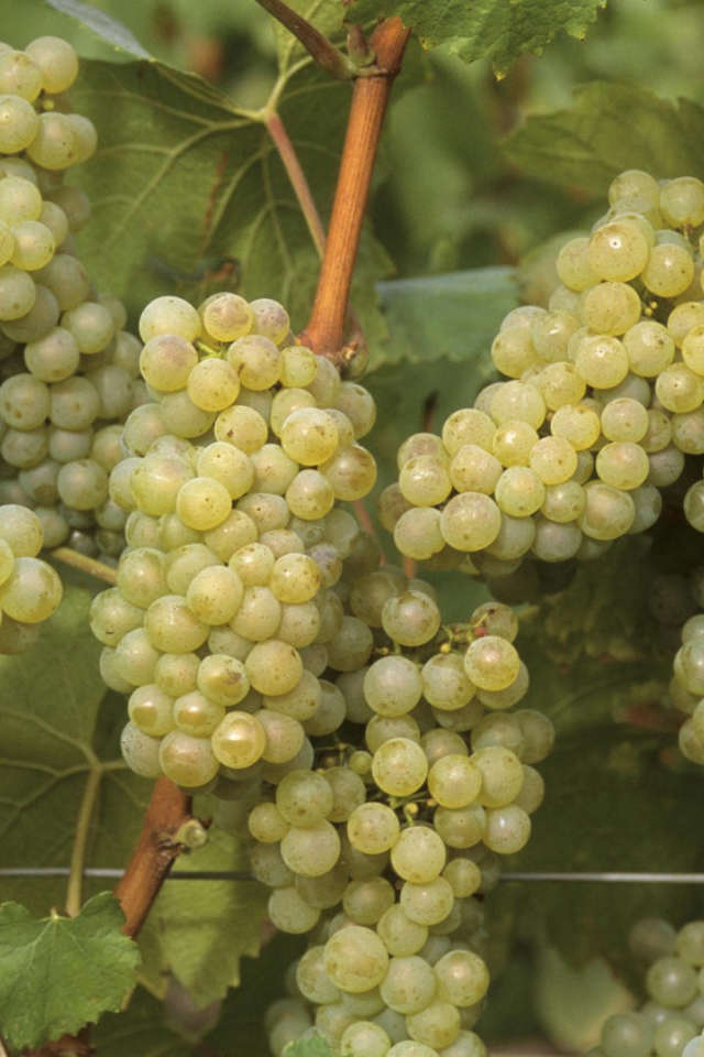 Созревший белый виноград