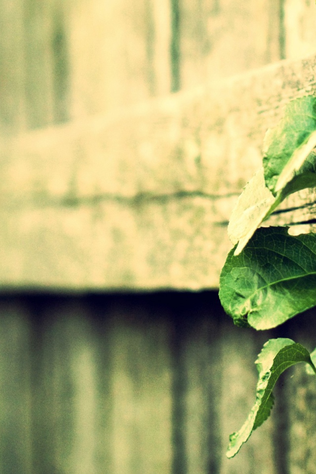 Росток вьется по деревянному забору