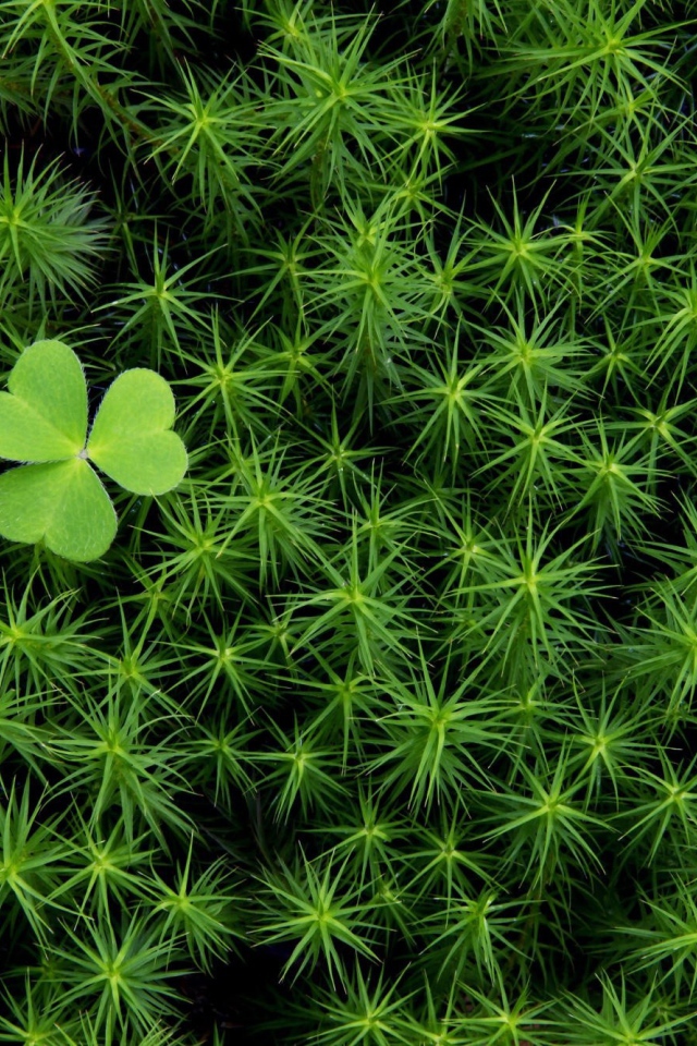 Трилистник среди густой травы