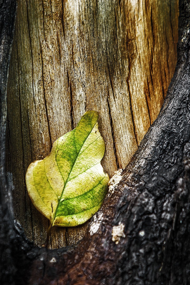 Лист в разрыве коры дерева