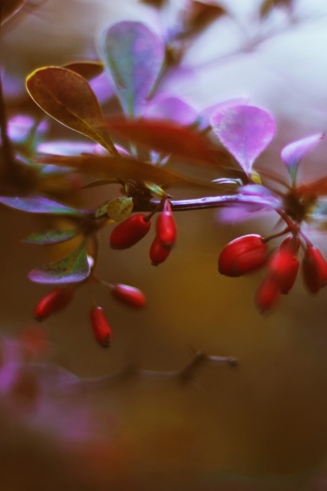 Маленькие красные ягоды на ветке