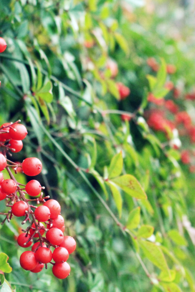 Маленькие красные ягоды на кустах