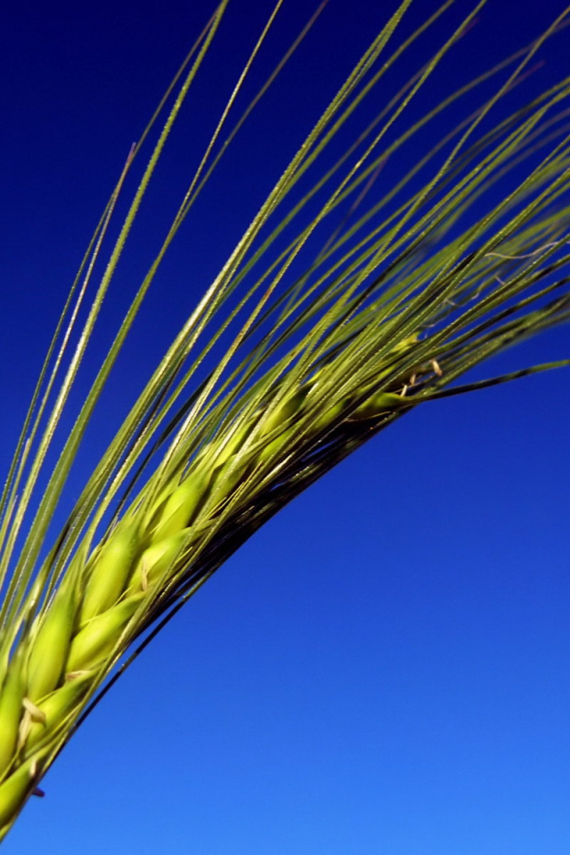 Колос на синем фоне