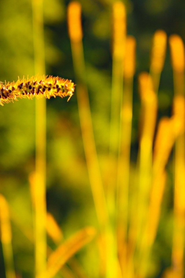 Колосок дикой травы с семенами