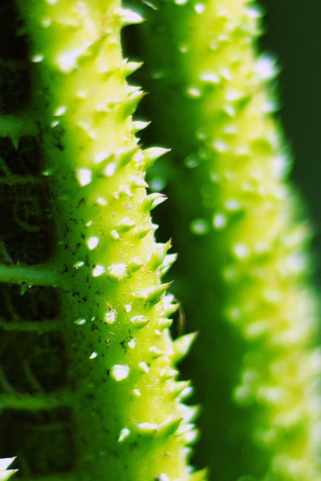 Колючки на зеленых стеблях растения