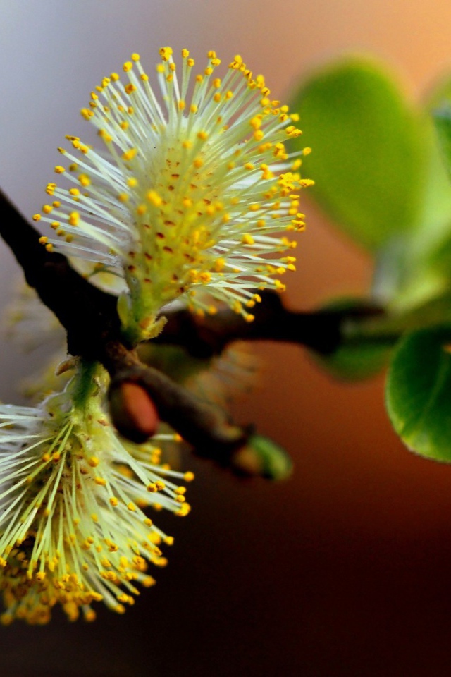 Веточка с первой зеленью и цветами весной