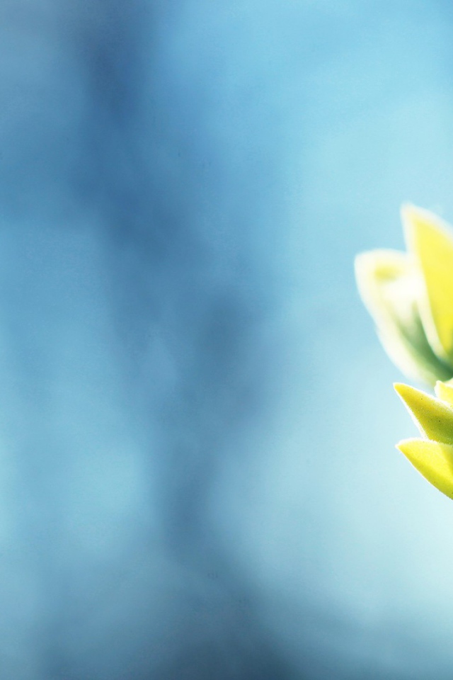 Распускаются весенние почки