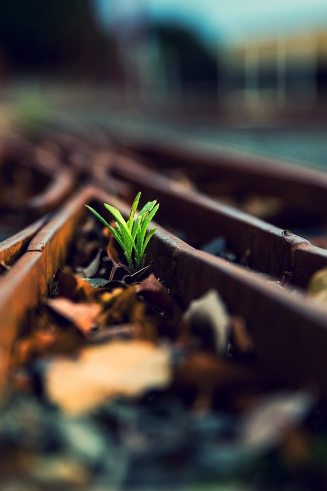 Росток между ржавых рельс железной дороги