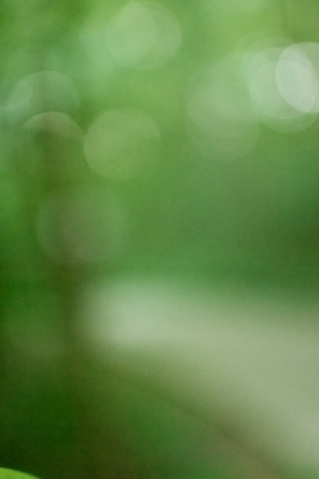 Росток обвивает ствол дерева