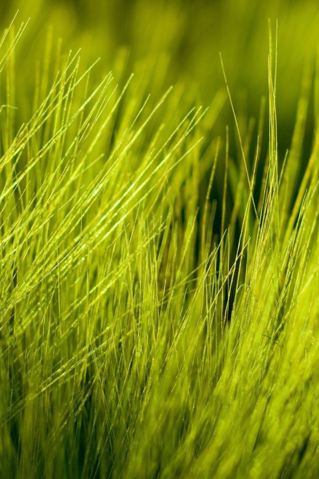 Нежно зеленые ростки пшеницы