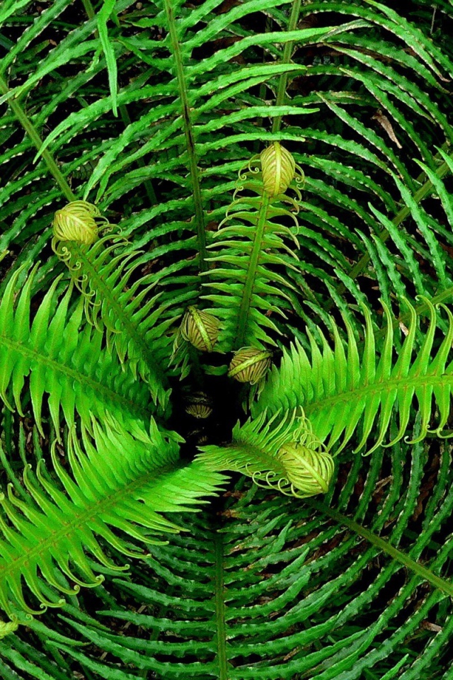 Сердцевина куста папоротника