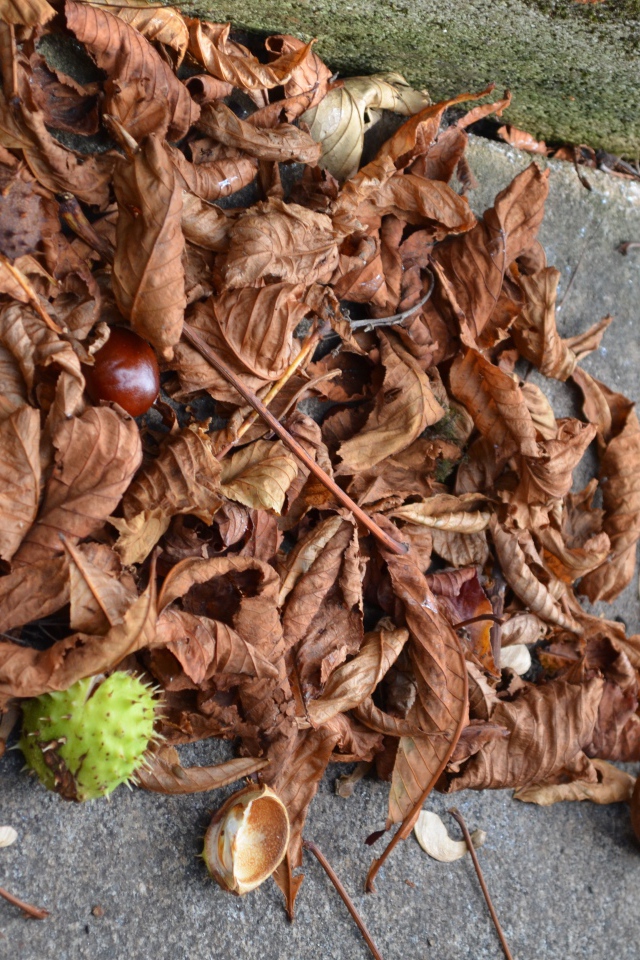 Плоды каштана на земле
