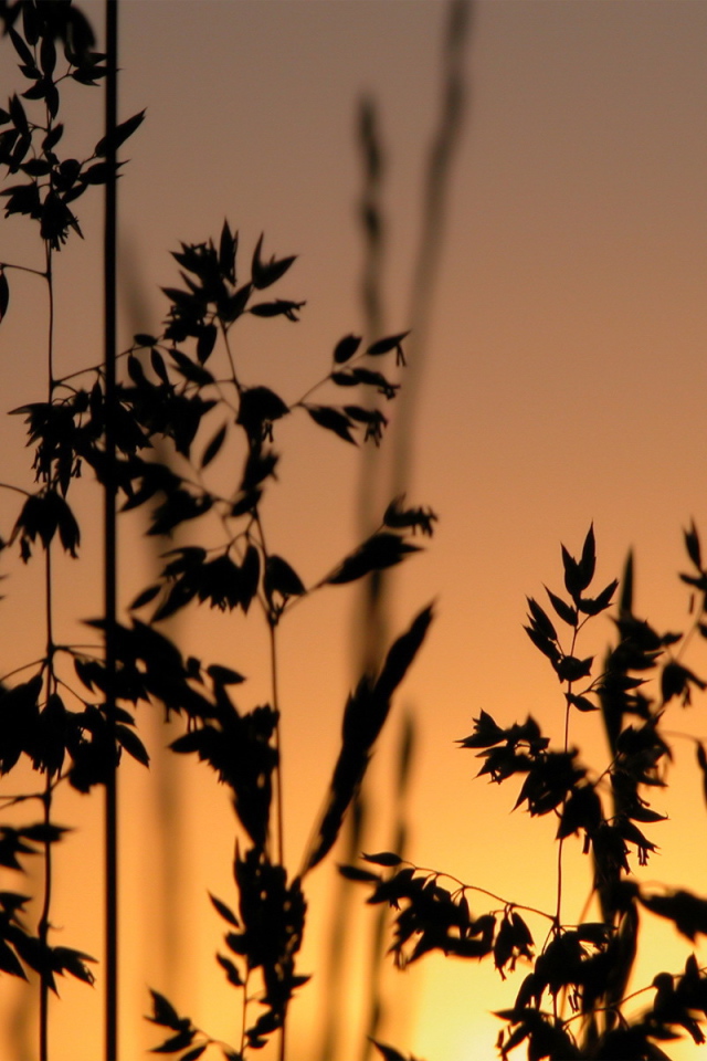 Трава на фоне заката