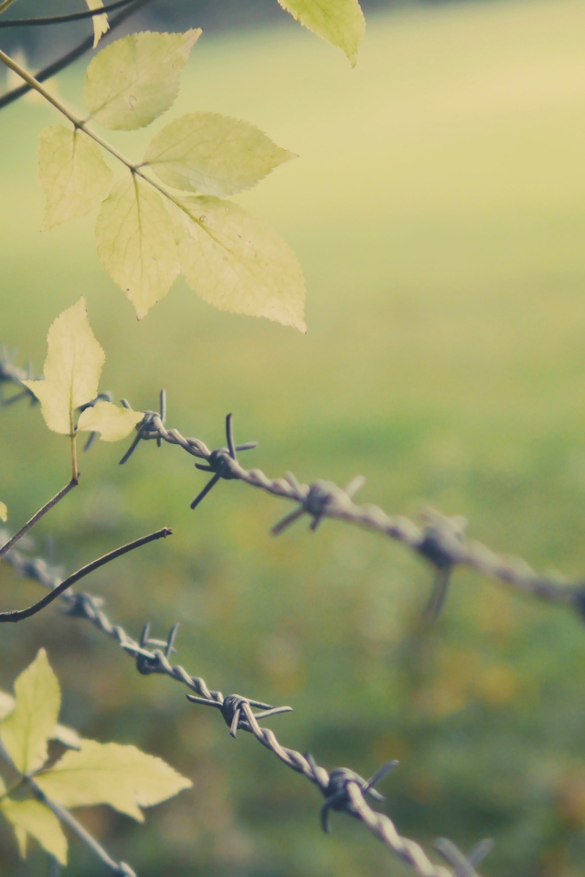 Листья дерева у колючей проволоки