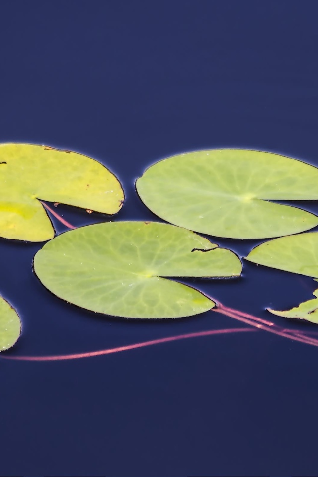 Листья водного растения