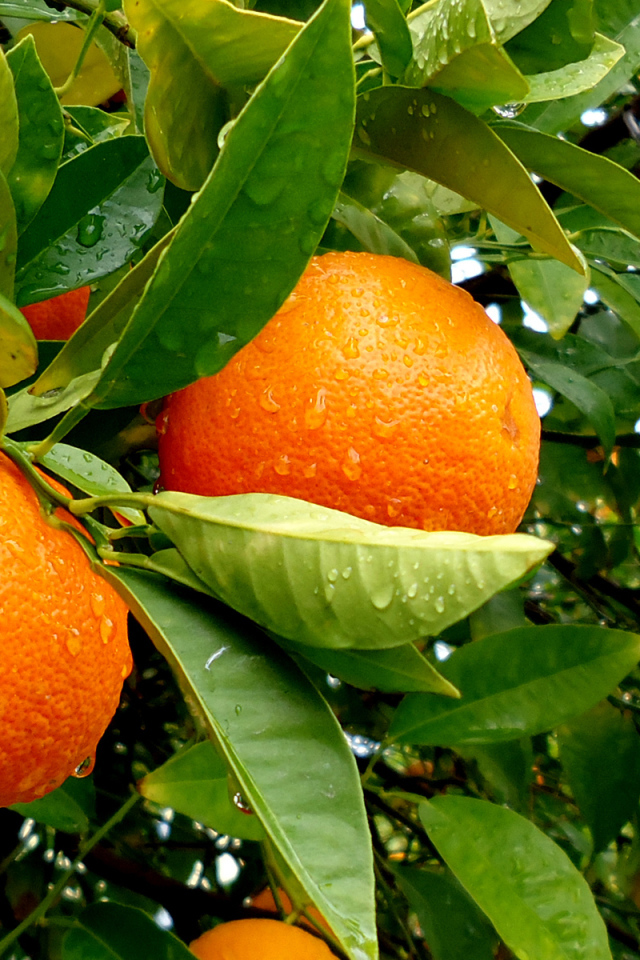 Апельсины на дереве