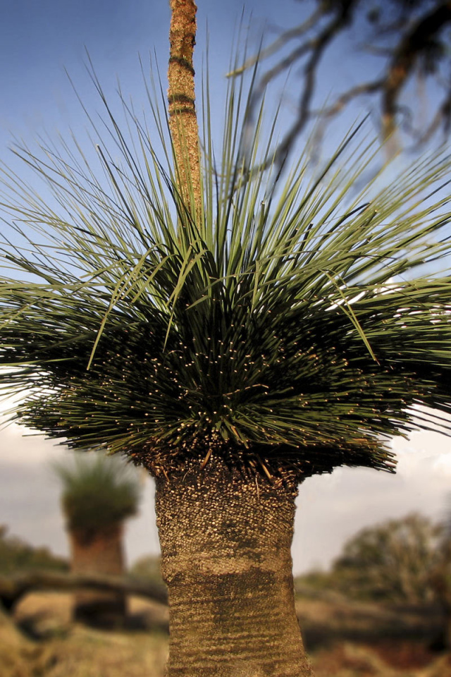 Оригинальные деревья