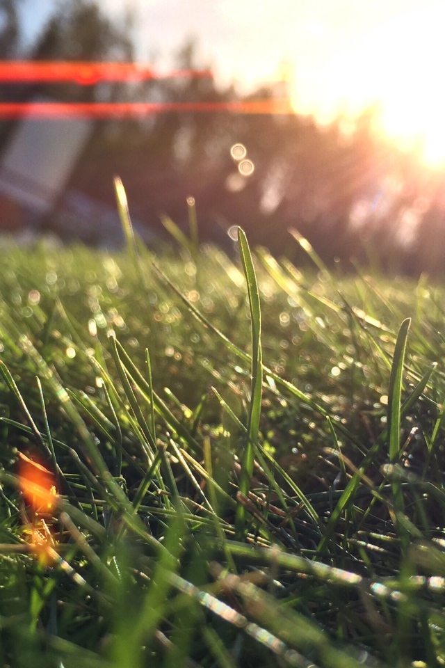 Лучи утреннего солнца на траве