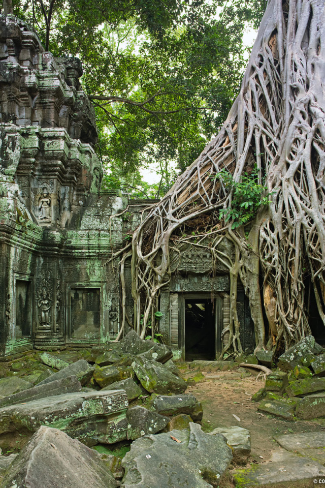 Корни дерева на развалинах