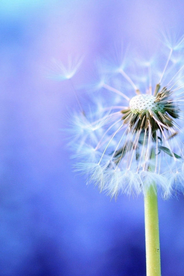 Семена одуванчика на голубом фоне